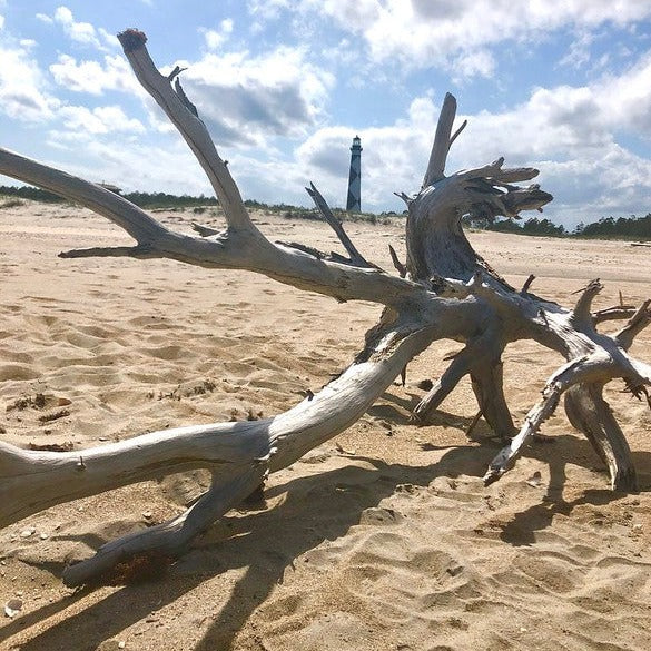 ⛺ Plan a Beach Camping Trip at Cape Lookout