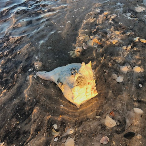 🌊 Plan a Day Trip to Cape Lookout with Shelling! BEST SELLER!