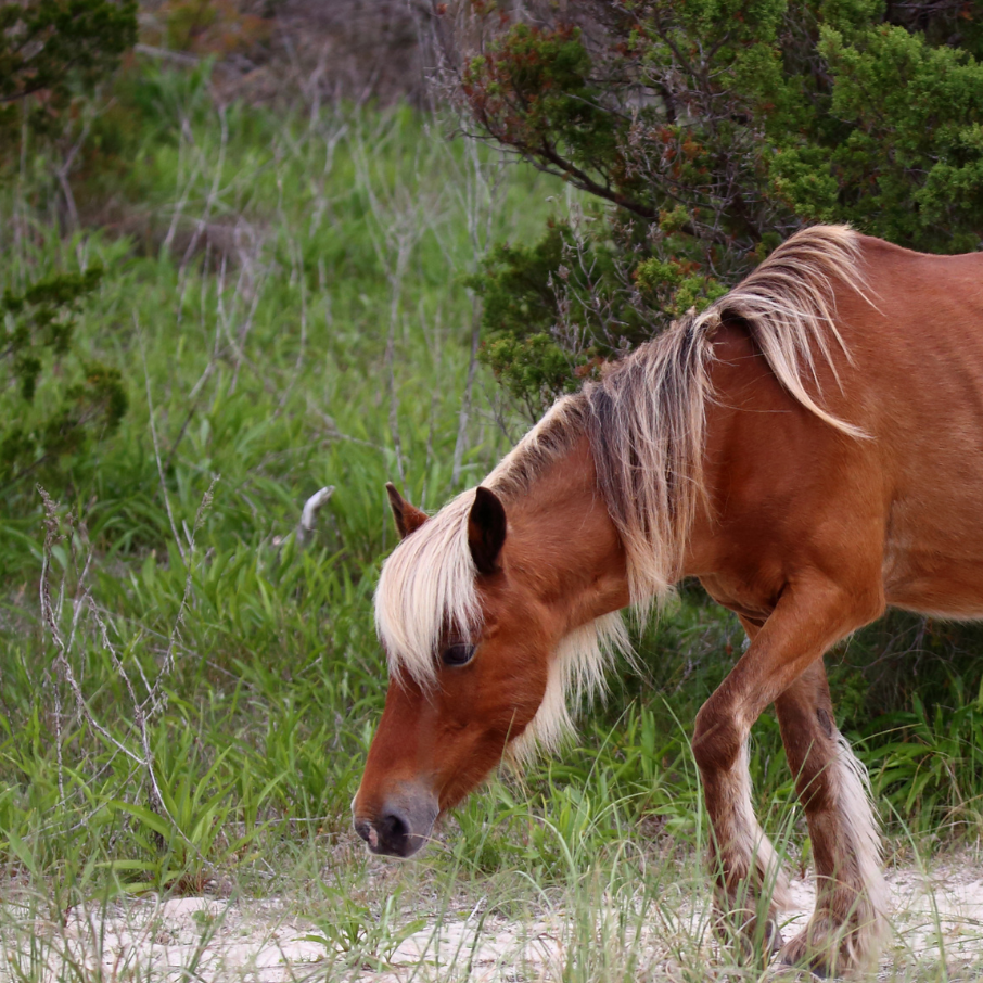 🐎 Plan the Perfect Day Trip to Shackleford Banks.         MOST POPULAR!