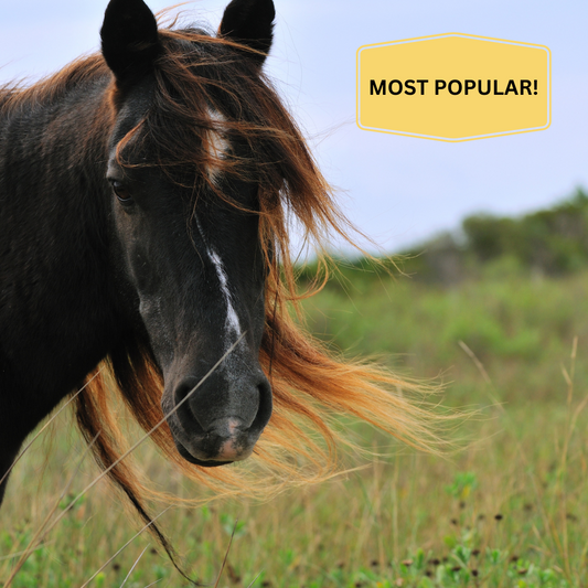 🐎 Plan the Perfect Day Trip to Shackleford Banks.         MOST POPULAR!