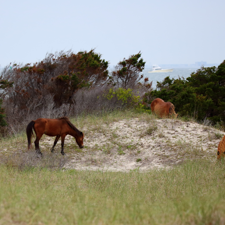 🐎 Plan the Perfect Day Trip to Shackleford Banks.         MOST POPULAR!