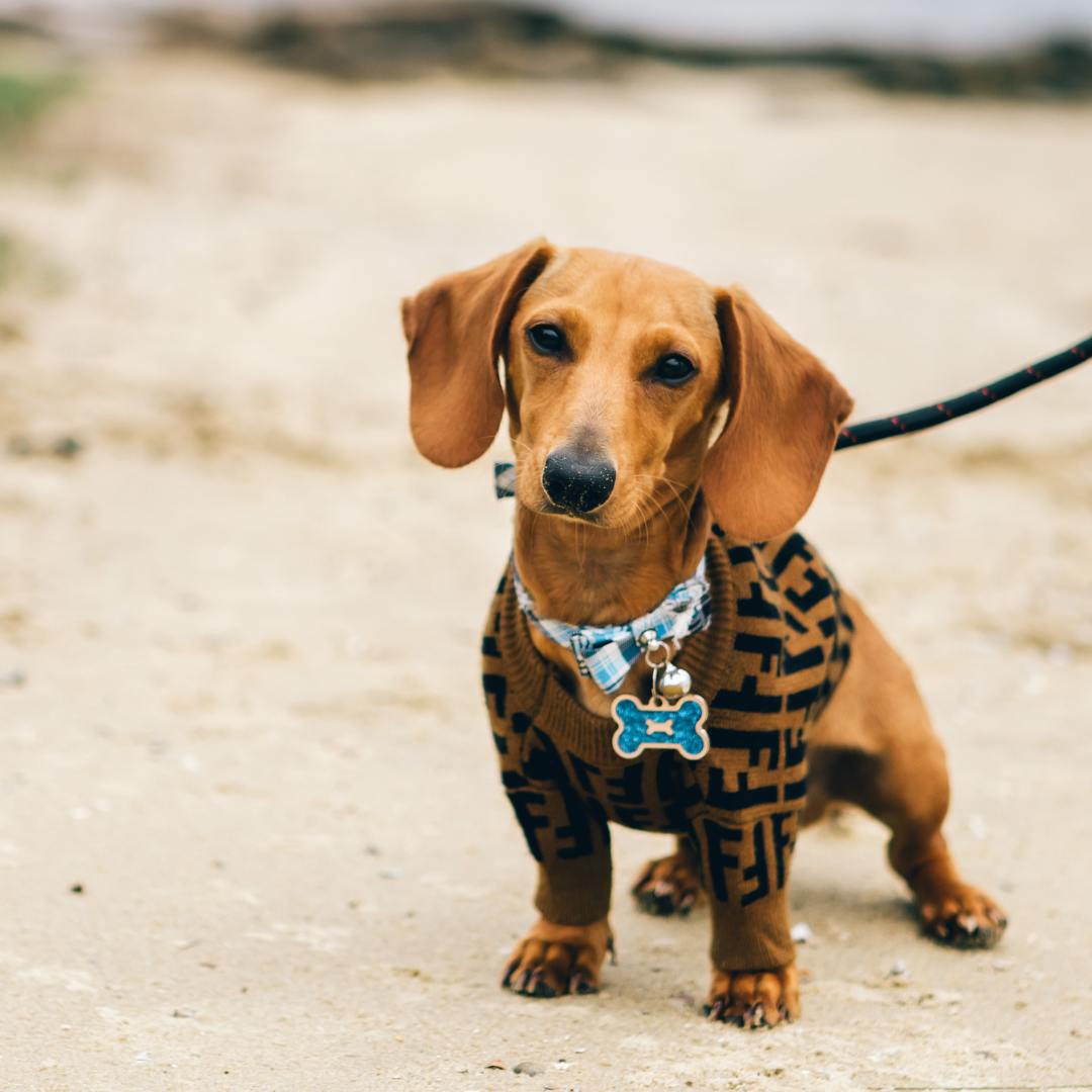 🌠 Plan Beach Camping at Shackleford Banks