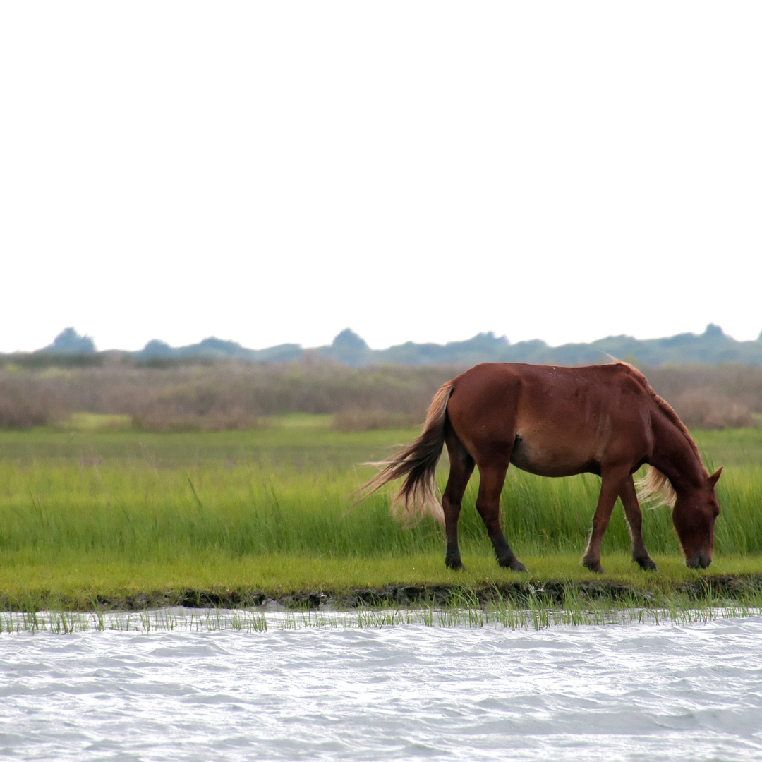 🐎 Plan the Perfect Day Trip to Shackleford Banks.         MOST POPULAR!