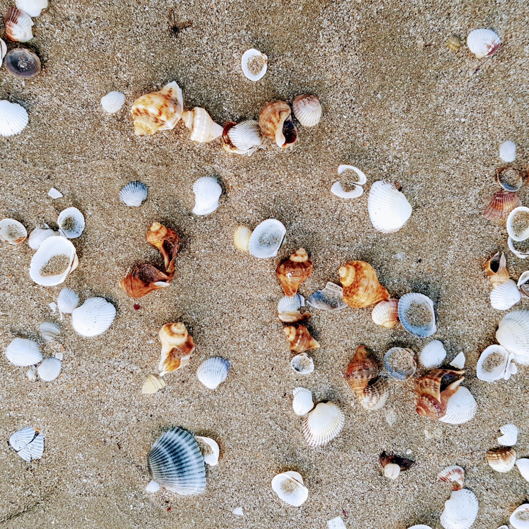 🌠 Plan Beach Camping at Shackleford Banks